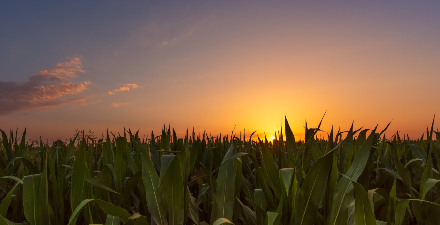 imagem de pr do sol no campo