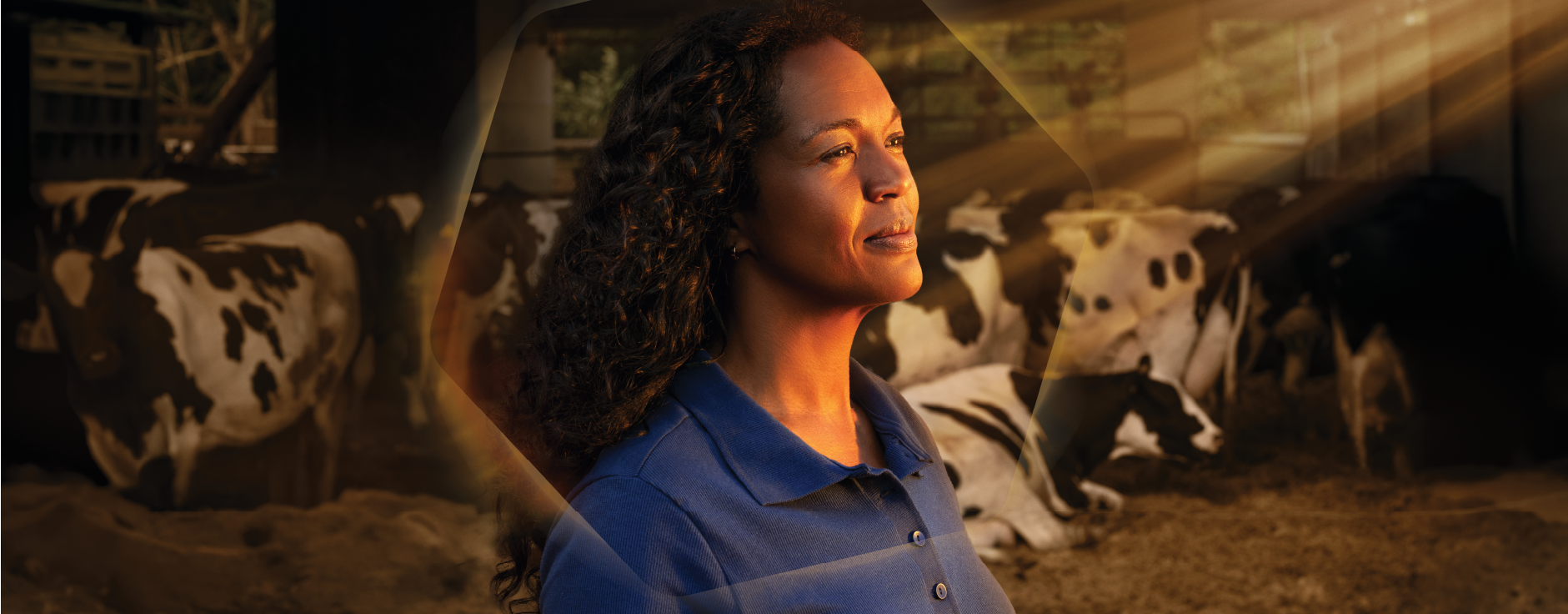 mulher do agronegcio com vacas ao fundo